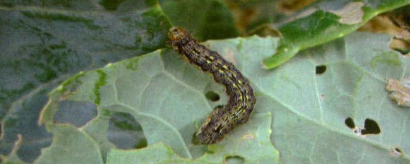 防治棉铃虫用什么农药好