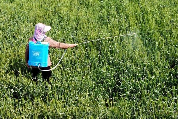 防治棉铃虫用什么农药好，用甲胺磷效果好