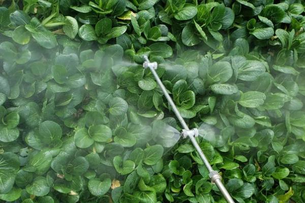 防治棉铃虫用什么农药好，用甲胺磷效果好