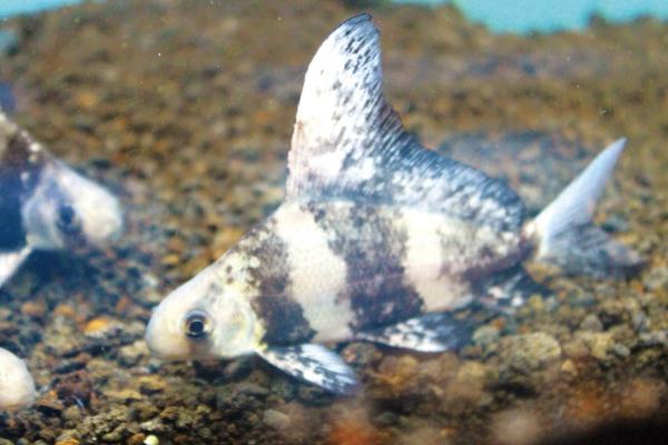 人工胭脂鱼可以合法养吗，子二代可以合法养殖