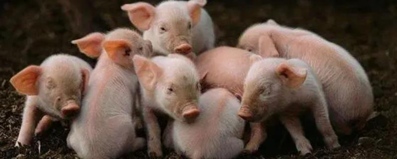 仔猪增肥技巧