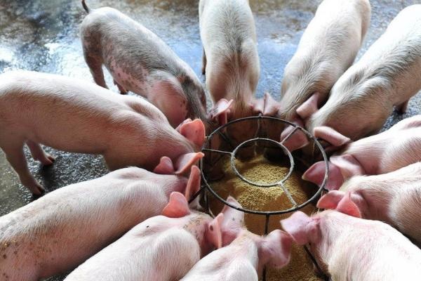 仔猪增肥技巧，在饲料中拌入甲酸钙可提高生长速度