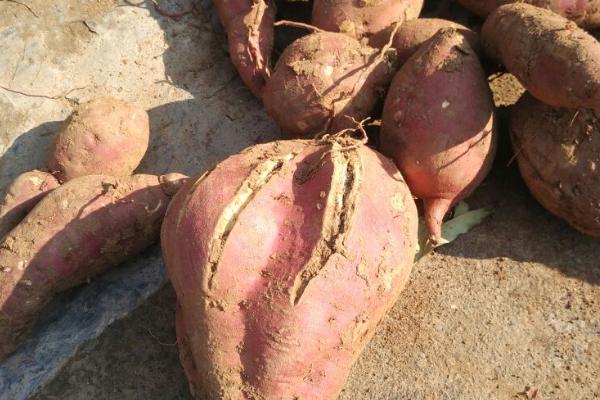 红薯裂口的原因,受到茎线虫的危害时容易出现裂口
