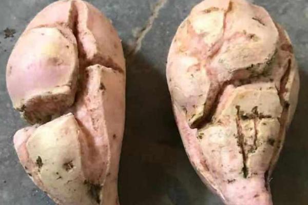 红薯裂口的原因,受到茎线虫的危害时容易出现裂口