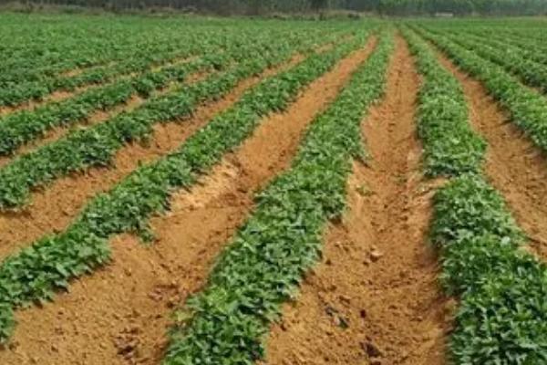 红薯裂口的原因,受到茎线虫的危害时容易出现裂口