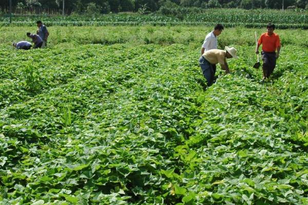 红薯裂口的原因,受到茎线虫的危害时容易出现裂口