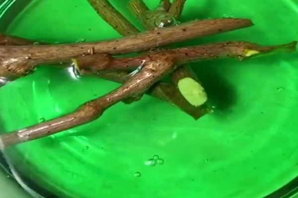 怎么使用防落素,可在作物的花期兑水喷雾