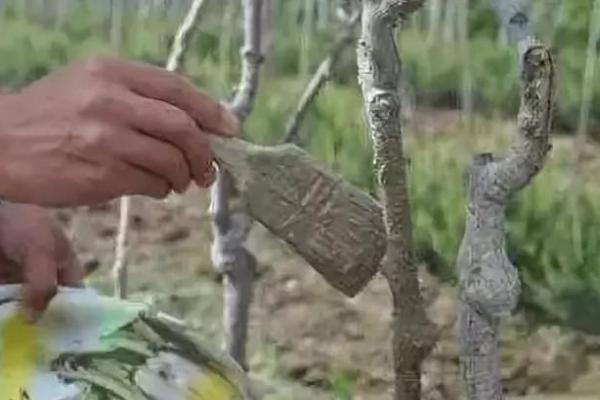 怎么使用防落素,可在作物的花期兑水喷雾