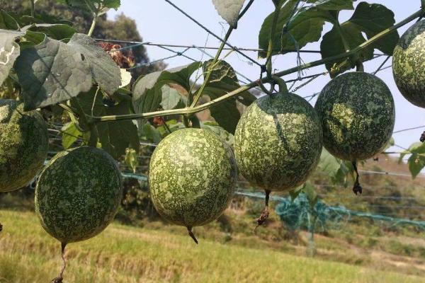 吊瓜子的播种方法，播种前进行浸种催芽