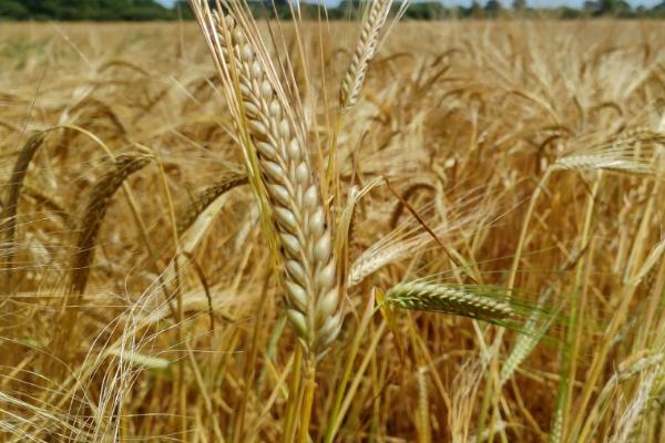 山农981小麦品种简介，属于半冬性品种