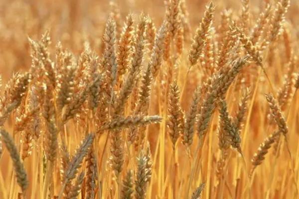 山农981小麦品种简介，属于半冬性品种