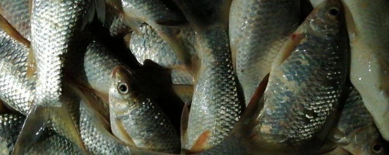 鲮鱼有没有胡须和鱼鳞