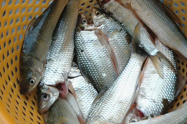 鲮鱼有没有胡须和鱼鳞，有胡须也有鱼鳞