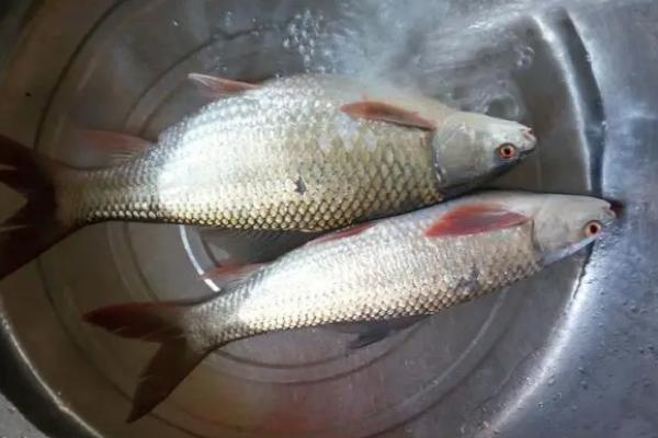 鲮鱼有没有胡须和鱼鳞，有胡须也有鱼鳞