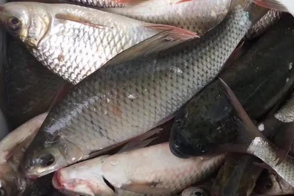 鲮鱼有没有胡须和鱼鳞，有胡须也有鱼鳞