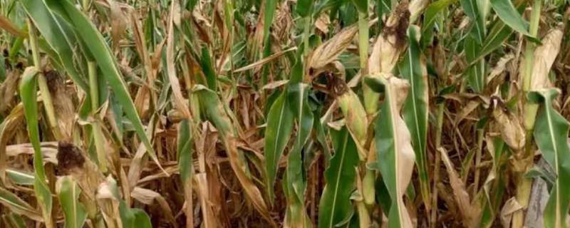 玉米的成熟时间