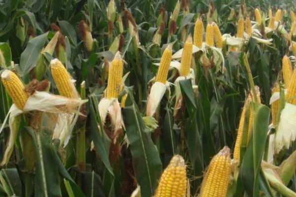 玉米的成熟时间，一般为8-10月份