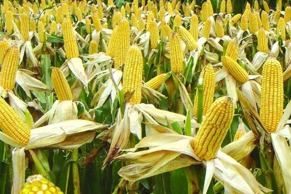 玉米的成熟时间，一般为8-10月份