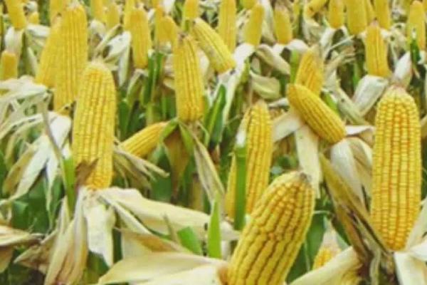 玉米的成熟时间，一般为8-10月份