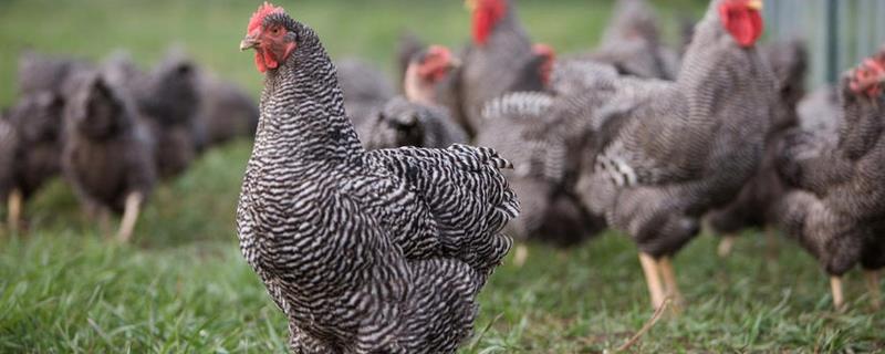 芦花鸡有几个品种
