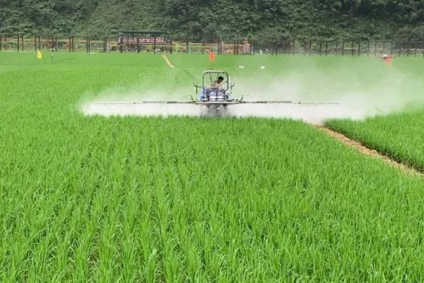 水稻铁锈病如何防治，孕穗期至灌浆期喷施多功能高效液肥