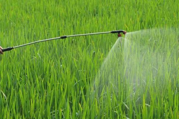 水稻铁锈病如何防治，孕穗期至灌浆期喷施多功能高效液肥