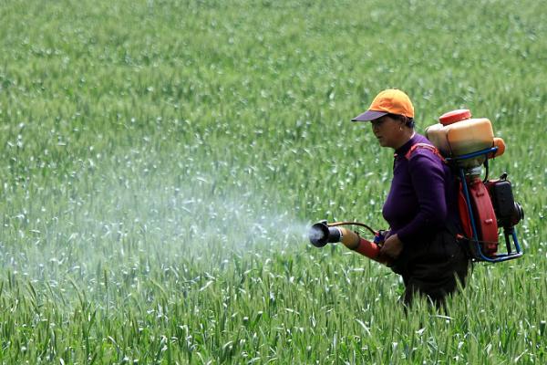 水稻铁锈病如何防治，孕穗期至灌浆期喷施多功能高效液肥
