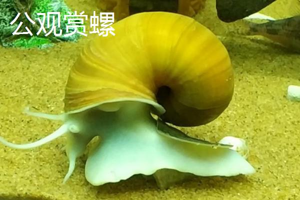 观赏螺怎么繁殖，首先要区分公母