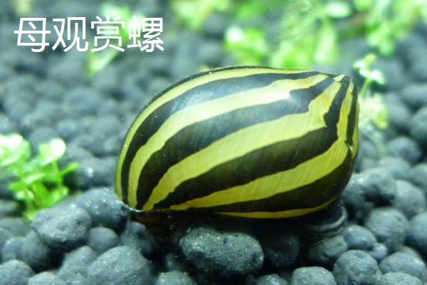 观赏螺怎么繁殖，首先要区分公母