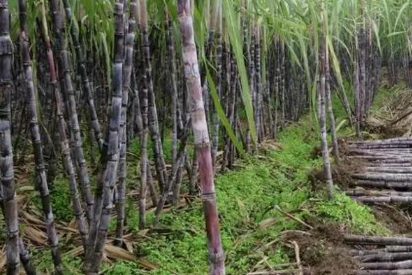 甘蔗的种植方法，播种前要晒种浸种