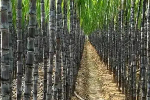 甘蔗的种植方法，播种前要晒种浸种