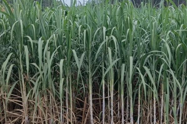 甘蔗的种植方法，播种前要晒种浸种