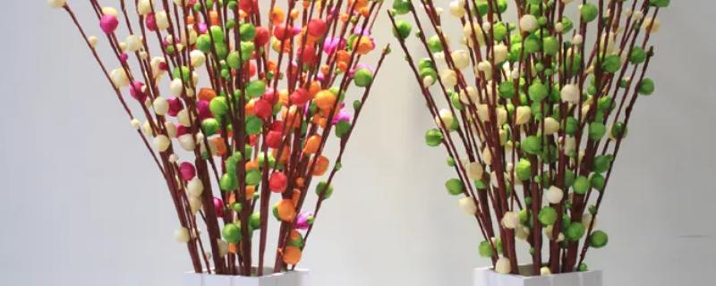 冬天怎么养银柳