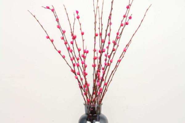 冬天怎么养银柳，可在盆中扦插