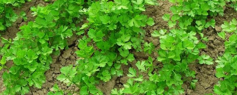 夏天怎么种植香菜