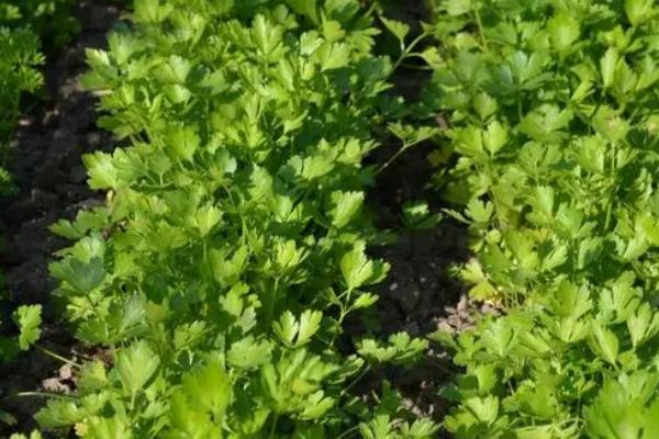 夏天怎么种植香菜，可在厢面上进行撒播