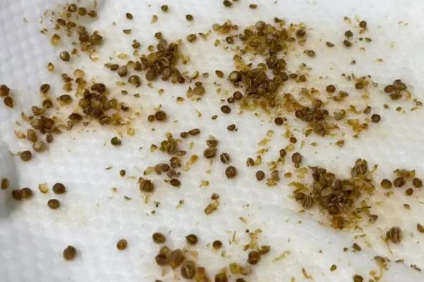 夏天怎么种植香菜，可在厢面上进行撒播