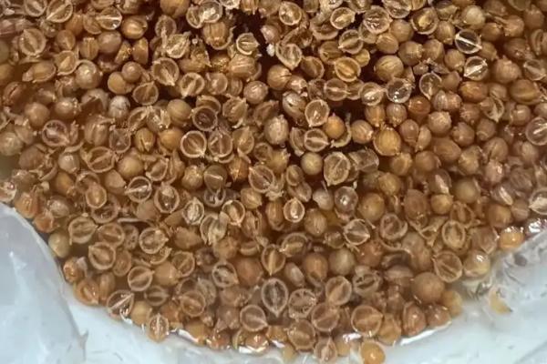 夏天怎么种植香菜，可在厢面上进行撒播