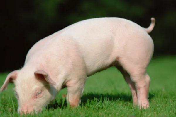 猪尾巴的作用，可用来驱赶蚊虫、还能反应健康状况