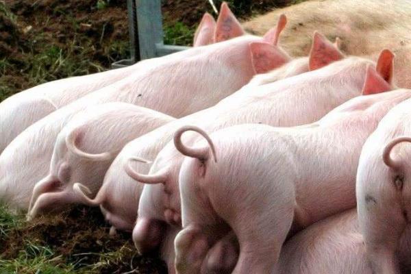 猪尾巴的作用，可用来驱赶蚊虫、还能反应健康状况