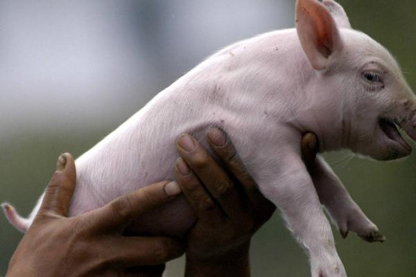 猪尾巴的作用，可用来驱赶蚊虫、还能反应健康状况