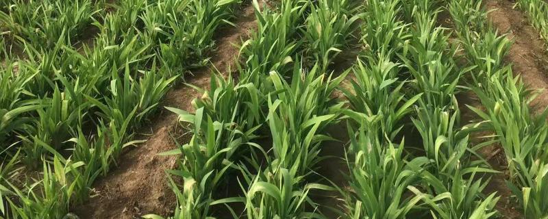 种植射干的效益