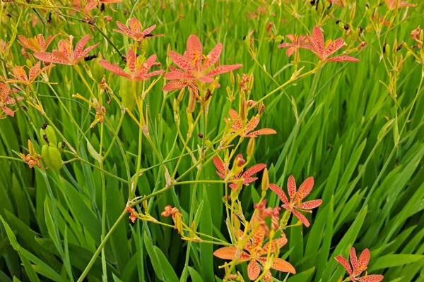 种植射干的效益，一亩约为3450元