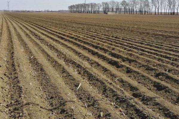 种植射干的效益，一亩约为3450元