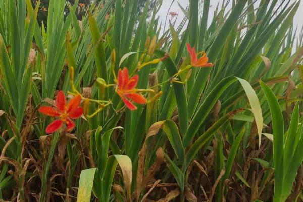 种植射干的效益，一亩约为3450元