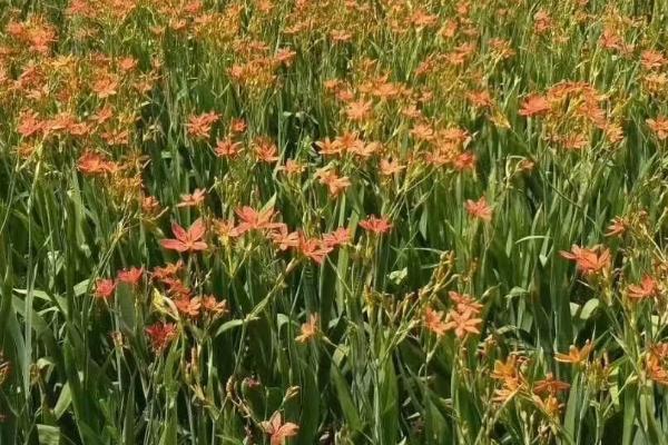 种植射干的效益，一亩约为3450元