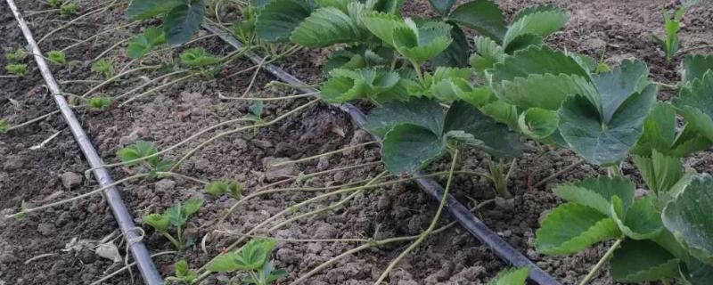 采摘草莓后要不要去茎