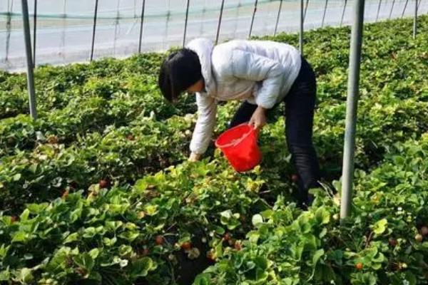 采摘草莓后要不要去茎，匍匐茎每隔20天左右就要去除1次