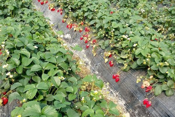 采摘草莓后要不要去茎，匍匐茎每隔20天左右就要去除1次