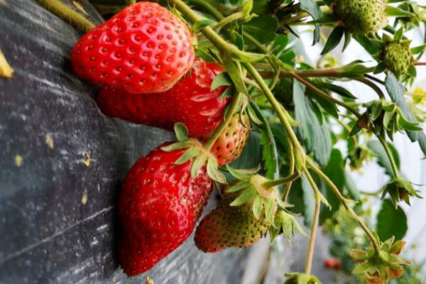 采摘草莓后要不要去茎，匍匐茎每隔20天左右就要去除1次
